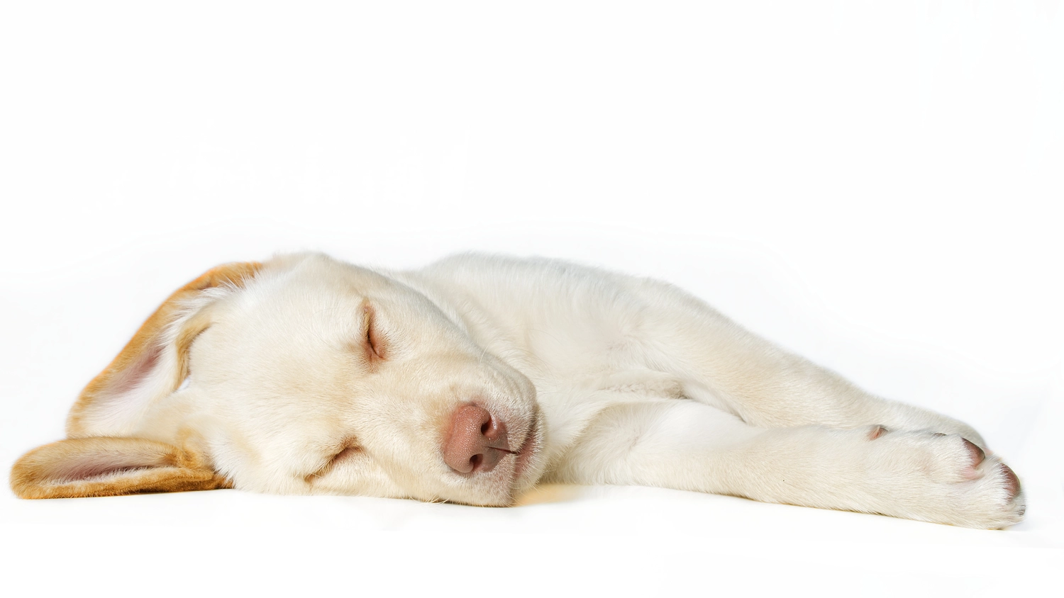 Dogs happy&calm - Hundetraining - Eine junge Frau, die als professionelle Hundeausführerin oder Tierbetreuerin arbeitet, führt eine Gruppe süßer Hunde verschiedener Rassen und geretteter Hunde an der Leine durch die Straßen der Stadt.