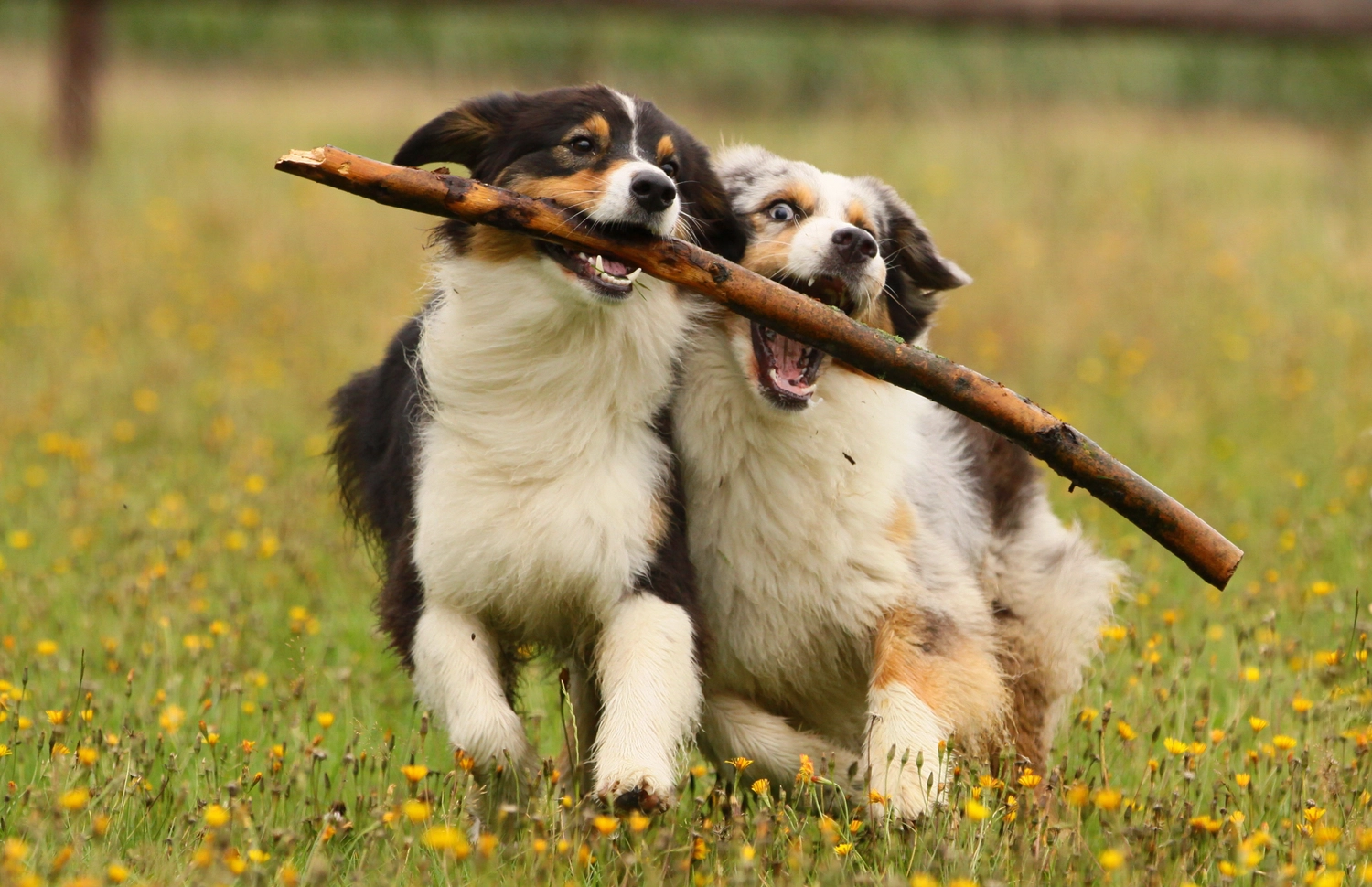 Dogs happy&calm - Hundetraining - 2 Aussies am Stock